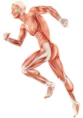 Disruption of nerve -muscular depreciation